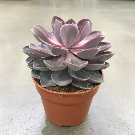 Эхеверия Перл Ван Нюрнберг ø11 h6 см