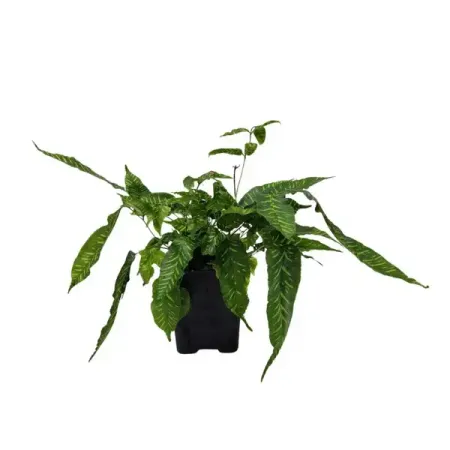 Кониограмма Голден Зебра ø16 h35 см