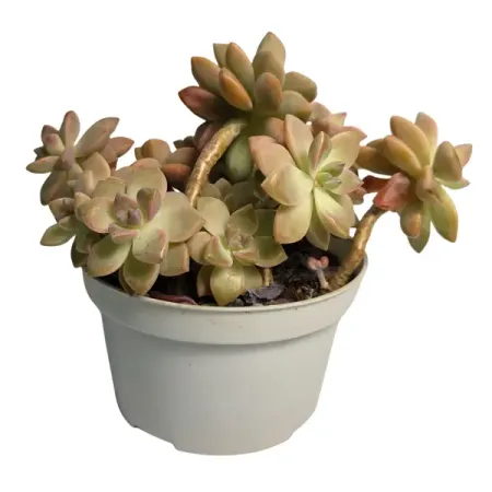 Граптопеталум Парагвайский ø15 h12 см