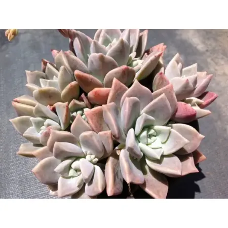 Граптопеталум Парагвайский ø15 h12 см