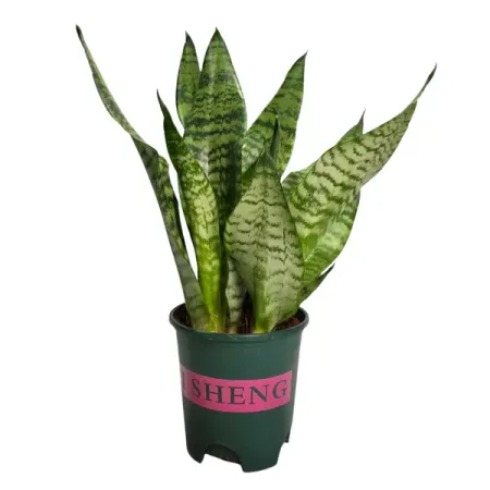 Сансевиерия Зейланика ø14 h40 см
