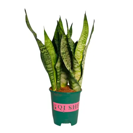 Сансевиерия Зейланика ø14 h40 см