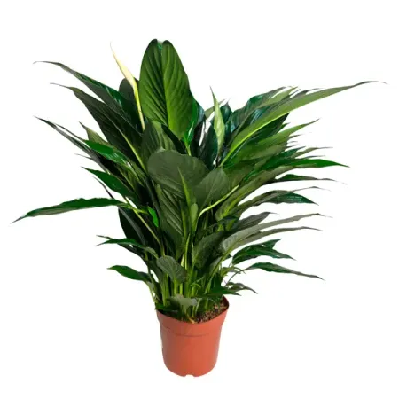 Спатифиллум Кроун Вайт ø13 h45 см