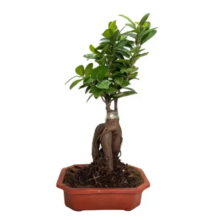 Фикус микрокарпа Гинсенг ø21 h35 см