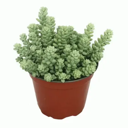 Седум ø15 h6 см