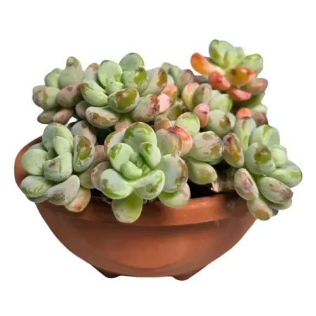 Седум ø15 h6 см