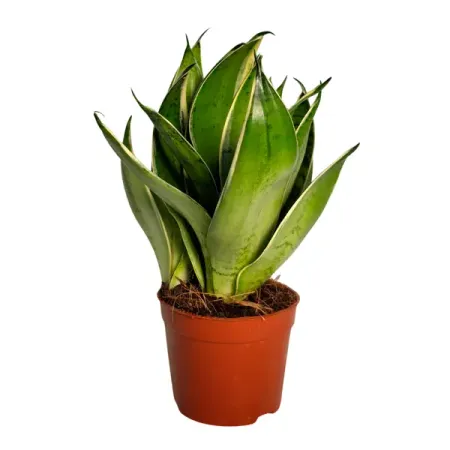 Сансевиерия Блю Стар ø14 h10 см дана стар айрин лакс возьму тебя навсегда