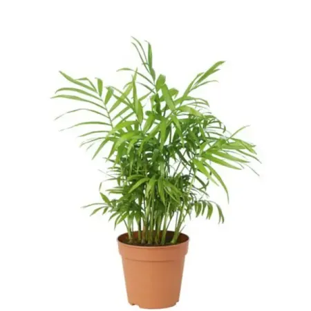 Хамедорея Сейфризи ø8 h25 см
