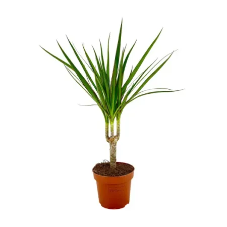 Драцена маргината микс ø13 h80 см