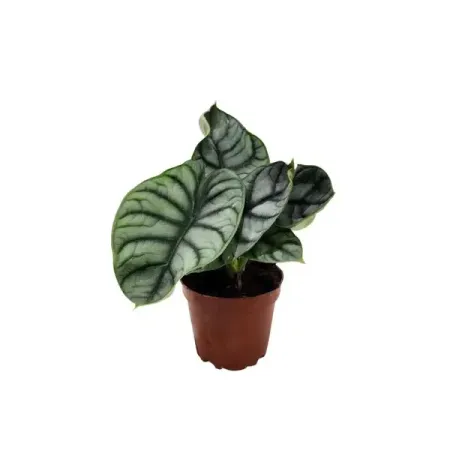 Алоказия Сильвер Драгон ø11 h30 см