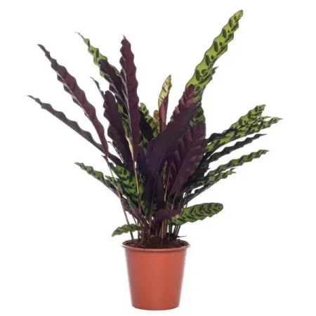 Маранта беложильчатая ø13 h40 см анна александровна кувайкова в ловушке сна маранта