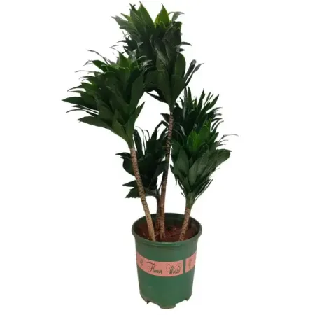 Драцена фрагранс Компакта ø21 h80 см