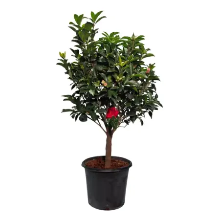 Камелия Японская ø26 h110 см