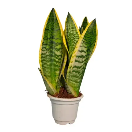 Сансевиерия Футура Суперба ø14 h30 см