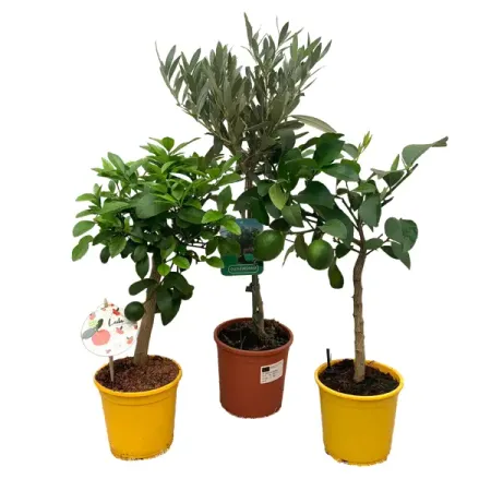 Алгарва микс ø15 h50 см