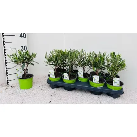 Олива европейская ø25 h25 см