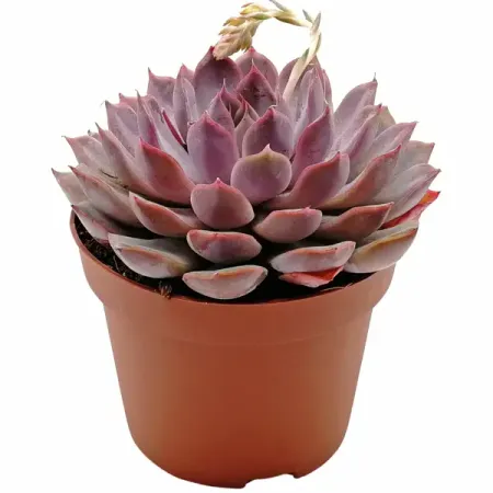 Эхеверия Саммер ø8 h4 см