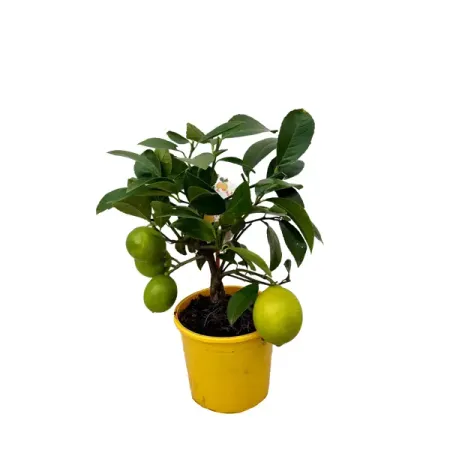 Цитрус Мейера Лемон ø12 h25 см