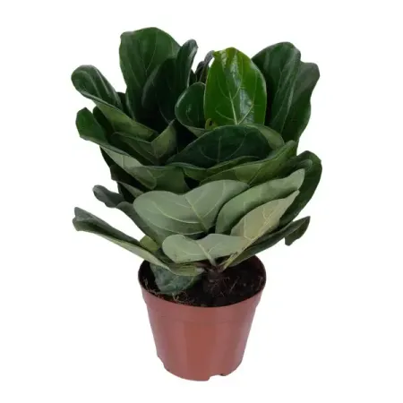 Фикус Лирата Бамбино 3 в 1 ø16 h55 см