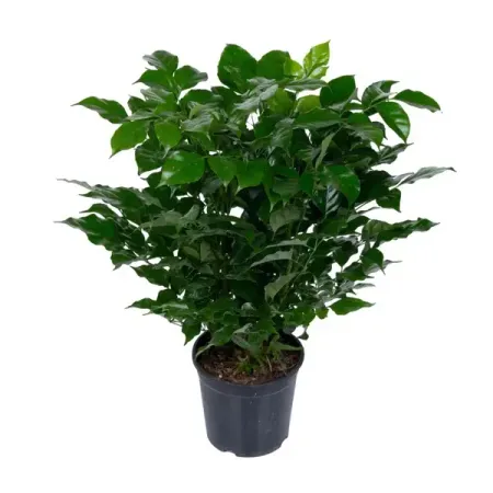 Радермахера ø18 h40 см