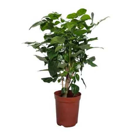 Радермахера ø18 h40 см