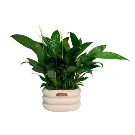 Спатифиллум Шопен ø16 h45 см