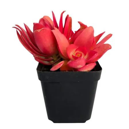 Крассула Кемпфайер ø7 h4 см 500 шт лот маленький утолщенный латексный воздушный шар водяные шары игрушки много ный надувной шар для украшения летней вечеринки