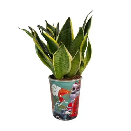 Сансевиерия микс ø8 h25 см