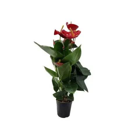 Антуриум Феличита ø14 h60 см феличита сала что у соседа на обед