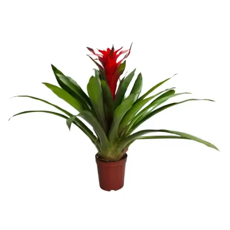 Гузмания красная ø13 h55 см