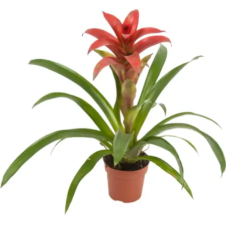 Гузмания красная ø13 h55 см