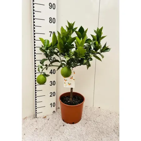 Цитрус Синенсис Аранция ø21 h75 см