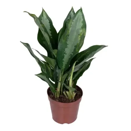 Аглаонема Паттайя ø10 h30 см