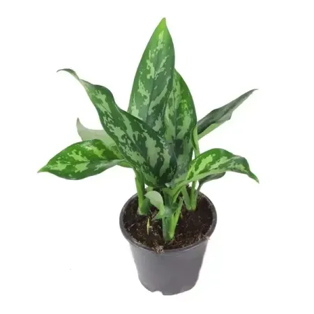 Аглаонема Мария ø10 h28 см