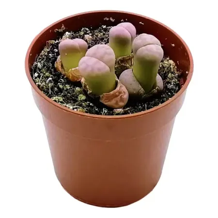 Литопс ø7 h2 см