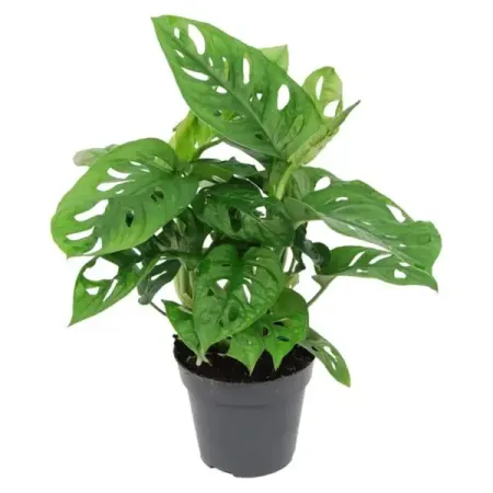 Монстера Манки Лиф ø10 h25 см