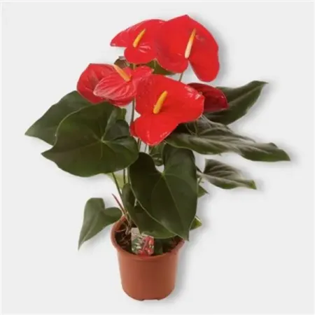 Антуриум Айдахо ø14 h65 см