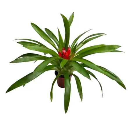 Гузмания Перпл Флеш ø8 h10 см