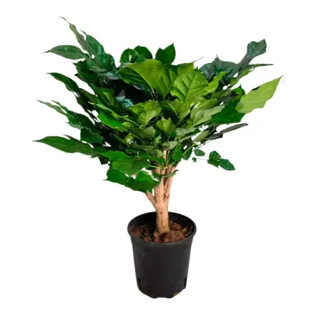 Радермахера ø18 h35 см