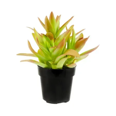 Крассула Кемпфайер ø8 h6 см