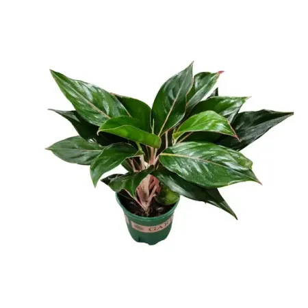 Аглаонема Сапфир ø14 h20 см ясмина сапфир истинная для звездных воинов