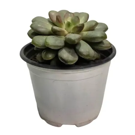 Граптопеталум ø8 h2 см