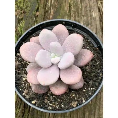 Граптопеталум ø8 h2 см