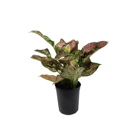 Аглаонема Ред Валентин ø10 h25 см