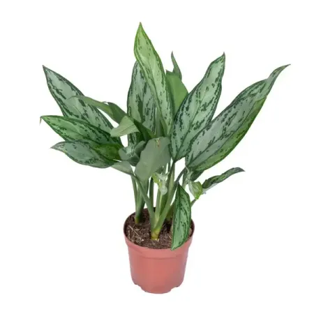 Аглаонема Сильвер Квин ø13 h30 см анна квин импульс