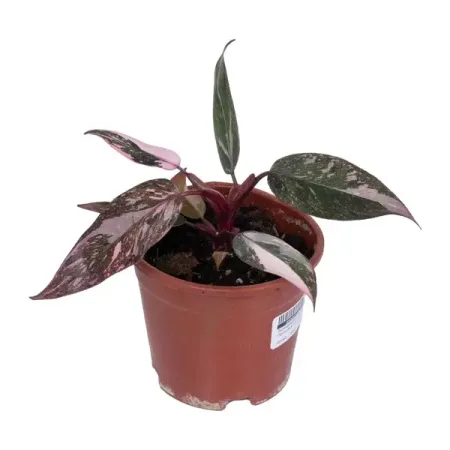 Филодендрон Пинк Принцесс Вариегата ø10 h25 см прюнелла бат школа принцесс корона для викки