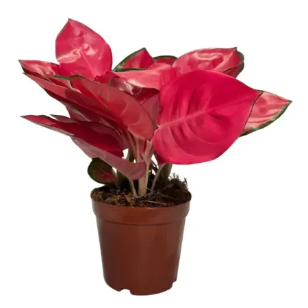 Аглаонема Чайна Ред ø13 h25 см