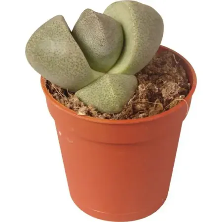 Литопс ø5 h2 см суккулент литопс lithops mix семена 10 шт