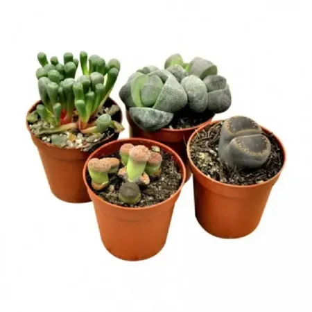 Литопс ø5 h2 см