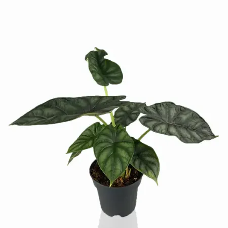 Алоказия Клипеолата ø10 h25 см